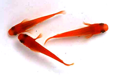 楊貴妃(紅）【ML:約2.5cm】1匹 （生体0623-2）