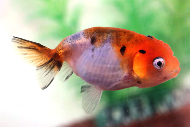 江戸錦【当歳魚:約2～3cm】3匹セット （生体70613-4）