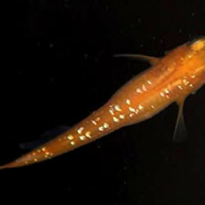 赤ラメ【LX:約3.5cm程度】1匹 （生体1214-5）