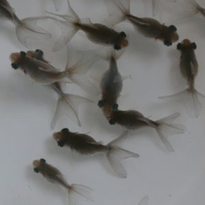 穂竜（尾等クセ有）当歳　3匹セット　約3～6cm　(生体70905-1)