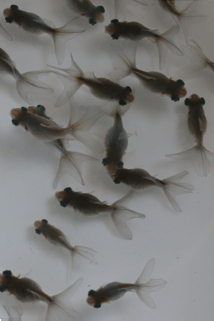 穂竜（尾等クセ有）当歳　3匹セット　約3～6cm　(生体70905-1)