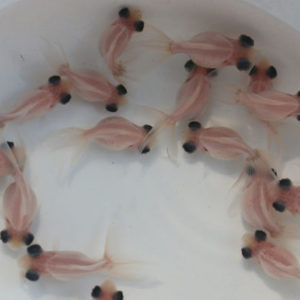 変わり竜ミルクタイプ｛当歳　約4～6cm}　1匹　（生体70826-24)