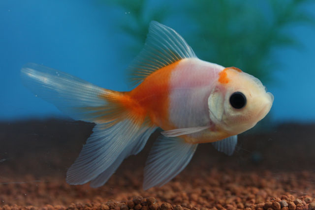 現物個体！桜東 2才　全長約9cm　(生体70915-1)