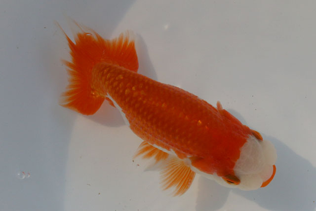 現物個体！協会系らんちゅう　雄 2才　全長約12cm　(生体70826-3)