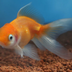 現物個体！桜東 2才　全長約9cm　(生体70915-2)