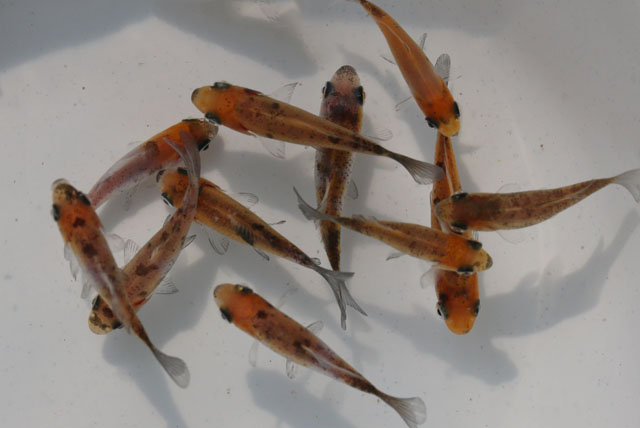 墨和金｛当歳　約4～5cm} 当歳　3匹セット 　(生体70905-3)