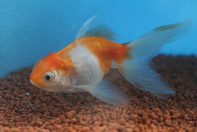 現物個体！桜東 2才　全長約9cm　(生体70915-3)