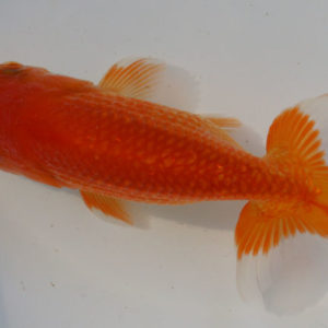 現物個体！協会系らんちゅう　雄 2才　全長約12cm　(生体70826-4)