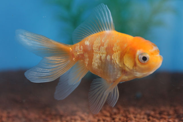 現物個体！桜東 2才　全長約9cm　(生体70915-4)