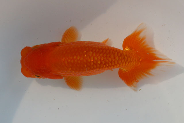 現物個体！協会系らんちゅう　雄 2才　全長約12cm　(生体70826-5)