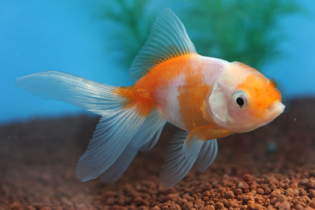 現物個体！桜東 2才　全長約9cm　(生体70915-5)