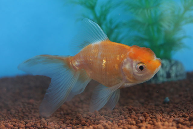 現物個体！桜東 2才　全長約10cm　(生体70915-6)