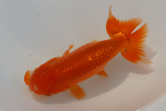 現物個体！協会系らんちゅう　雄 2才　全長約12,5cm　(生体70826-7)