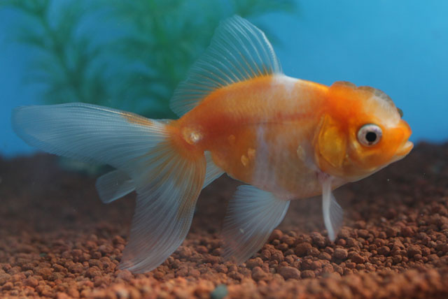 現物個体！桜東 2才　全長約10cm　(生体70915-7)