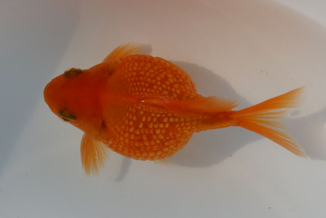 現物個体！チョーチンパール　雄 2才　全長約8,5cm　(生体70826-8)