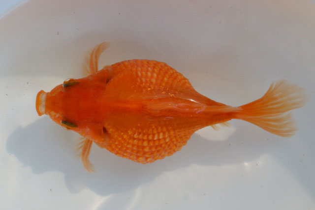 現物個体！チョーチンパール　雄 2才　全長約11cm　(生体70826-9)