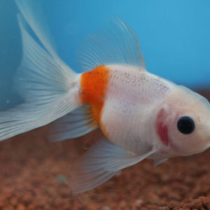 現物個体！東錦  2才 全長約9.5cm　(生体70826-11)