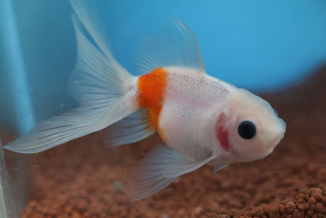 現物個体！東錦  2才 全長約9.5cm　(生体70826-11)