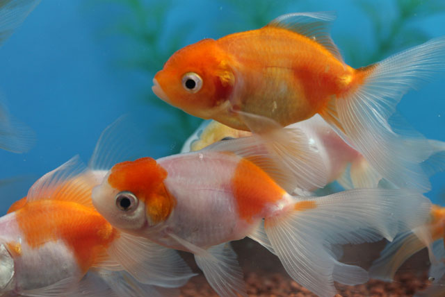 桜東　6~9㎝(生体70915-11)