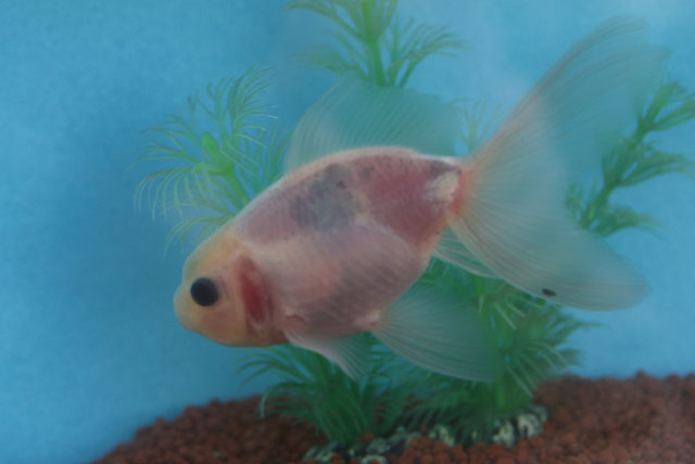 現物個体！東錦シルクホワイト 2才　全長約10cm　(生体70826-13)