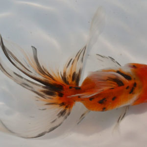 現物個体！東錦 2才　全長約10.5cm　(生体70826-14)