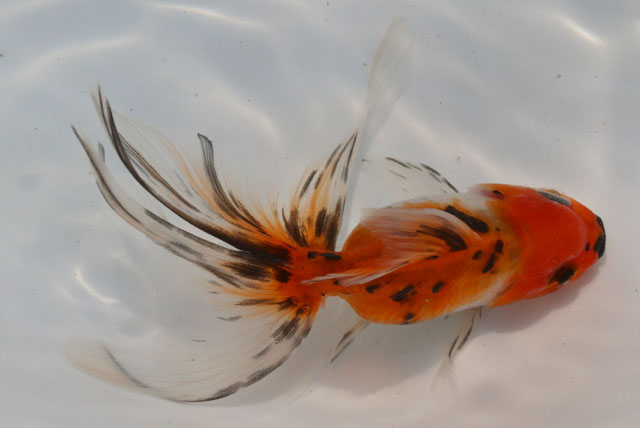 現物個体！東錦 2才　全長約10.5cm　(生体70826-14)