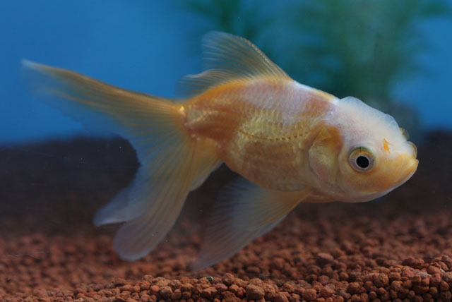 現物個体！オランダ　2才　全長約8.5cm　(生体70915-13)