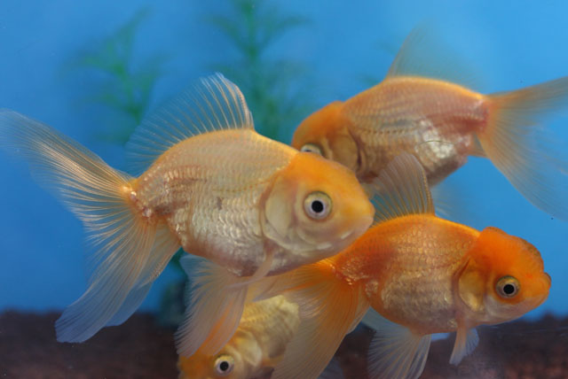 オランダ　2才　全長約9～10cm　(生体70915-15)