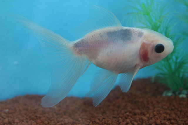 現物個体！東錦シルクホワイト　 2才約11cm　(生体70826-17)