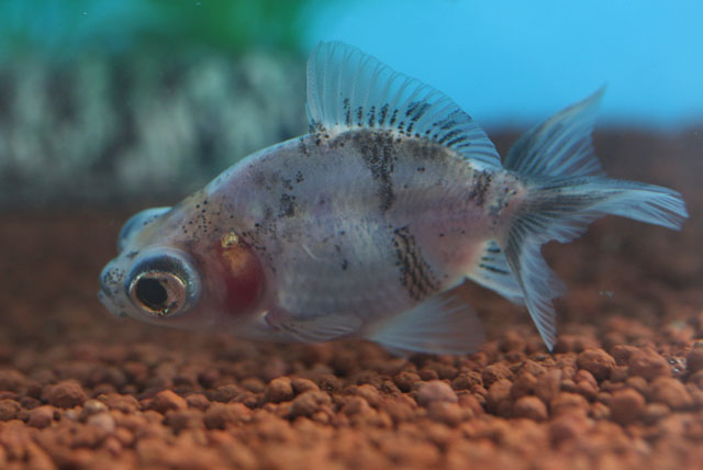 現物個体！五花蝶尾から生まれた個体 当歳 約5.5cm (生体70915-19)