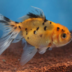 現物個体！東錦 2才　全長約11cm　(生体70826-20)