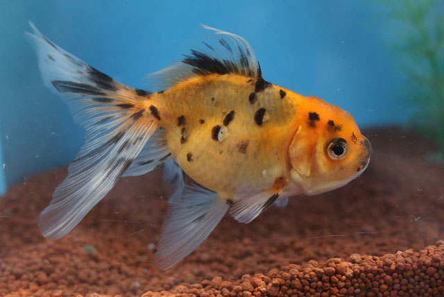 現物個体！東錦 2才　全長約11cm　(生体70826-20)