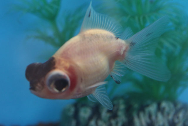 現物個体！五花蝶尾から生まれた個体 当歳 約6.5cm (生体70915-21)