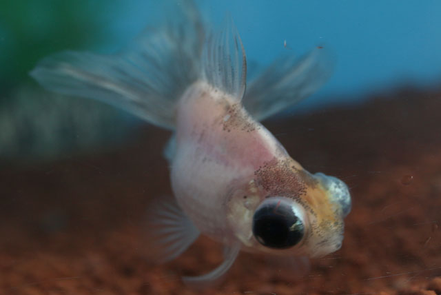 現物個体！五花蝶尾から生まれた個体 当歳 約7cm (生体70915-23)