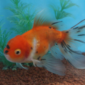 現物個体！東錦 2才　全長約12cm　(生体70826-22)