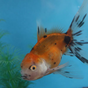 現物個体！東錦 2才　全長約12cm　(生体70826-23)