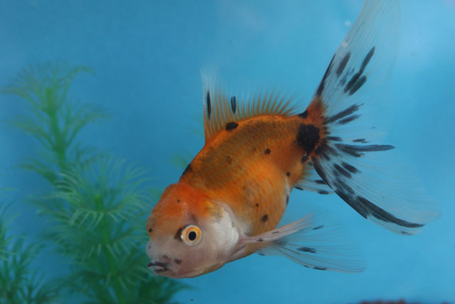 現物個体！東錦 2才　全長約12cm　(生体70826-23)