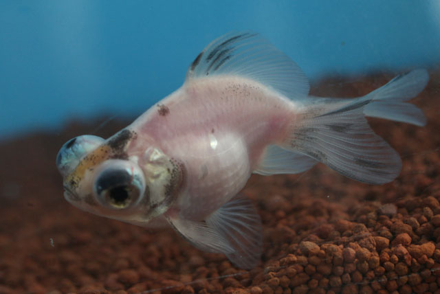 現物個体！五花蝶尾から生まれた個体 当歳 約7cm (生体70915-24)