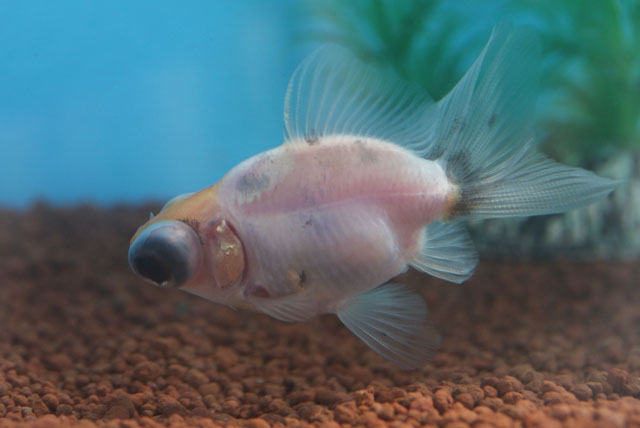 現物個体！五花蝶尾から生まれた個体 当歳 約7cm (生体70915-25)