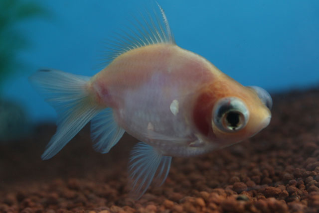 現物個体！五花蝶尾から生まれた個体 当歳 約7cm (生体70915-26)