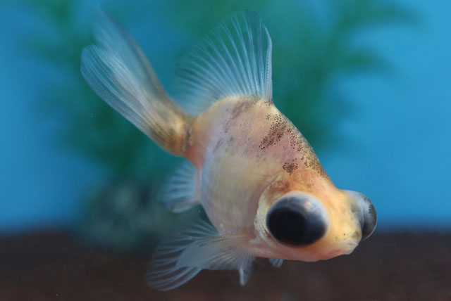 現物個体！五花蝶尾から生まれた個体 当歳 約7.5cm (生体70915-27)