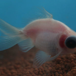 現物個体！蝶尾ミルク 当歳 約6.5cm 生体70915-28)