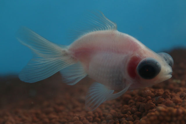 現物個体！蝶尾ミルク 当歳 約6.5cm 生体70915-28)