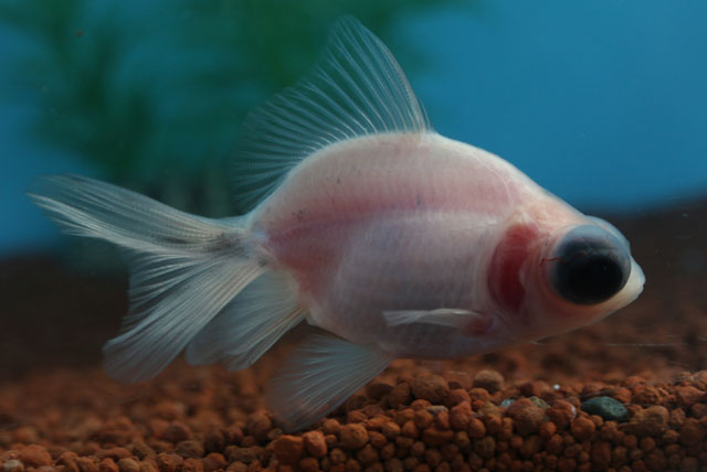 現物個体！蝶尾ミルク 当歳 約7.5cm 生体70915-29)