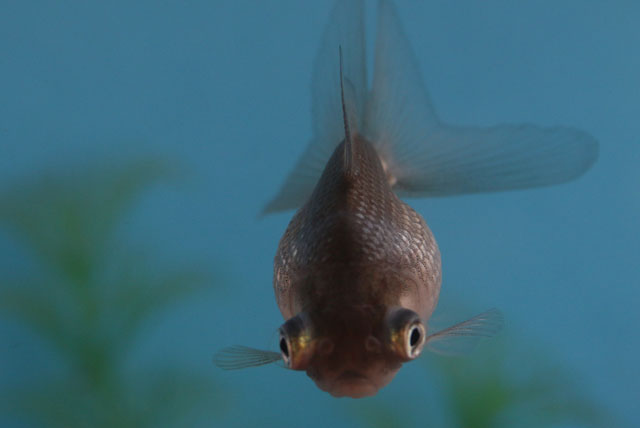 現物個体！穂竜 当歳 約6cm 生体70915-30)