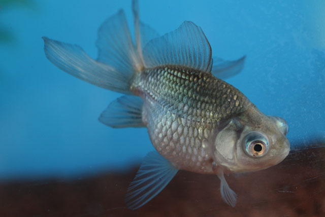 現物個体！穂竜 当歳 約6.5cm 生体70915-31)