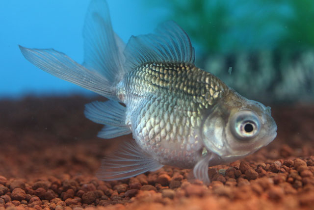 現物個体！穂竜 当歳 約7cm 生体70915-33)