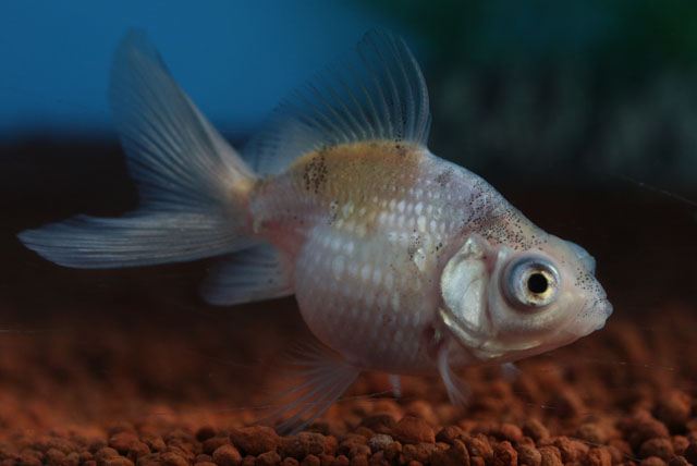 現物個体！変わり竜 当歳 約5.5cm 生体70915-34)