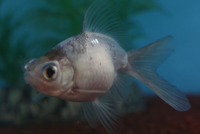 現物個体！変わり竜 当歳 約6.5cm 生体70915-35)