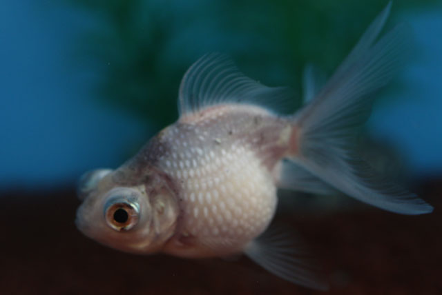 現物個体！変わり竜 当歳 約6.5cm 生体70915-36)